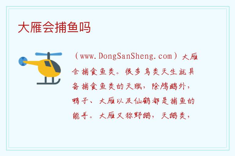 大雁会捕鱼吗 