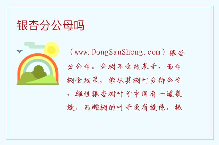 银杏分公母吗 