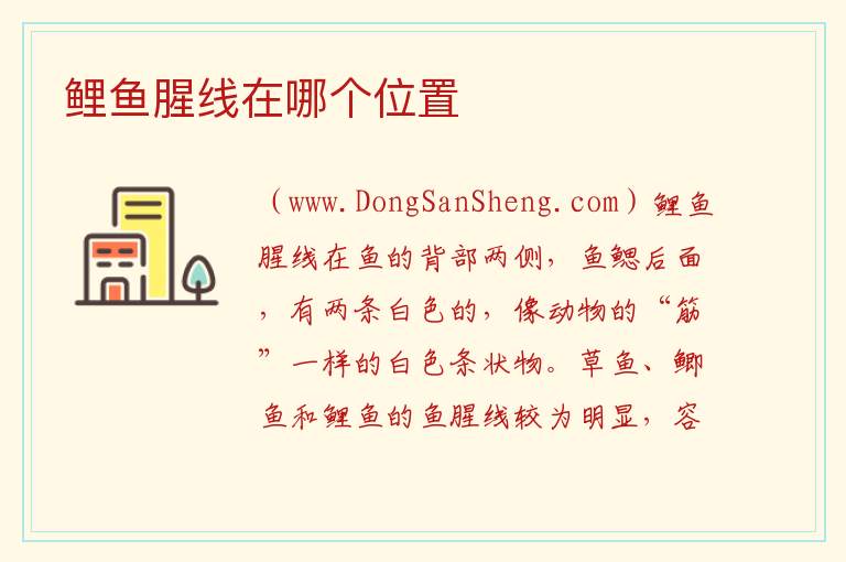 鲤鱼腥线在哪个位置 