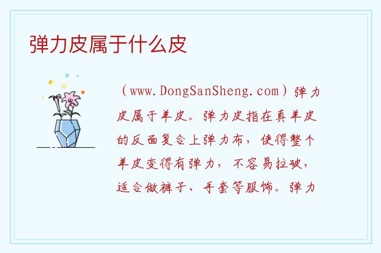 弹力皮属于什么皮 