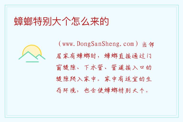 蟑螂特别大个怎么来的 