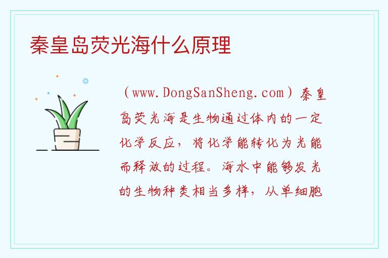 秦皇岛荧光海什么原理 
