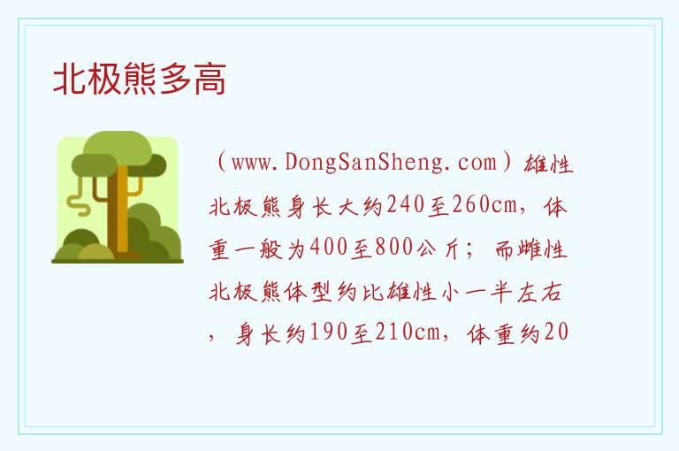 北极熊多高 