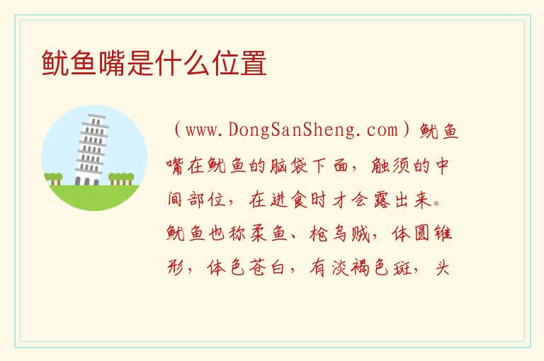 鱿鱼嘴是什么位置 