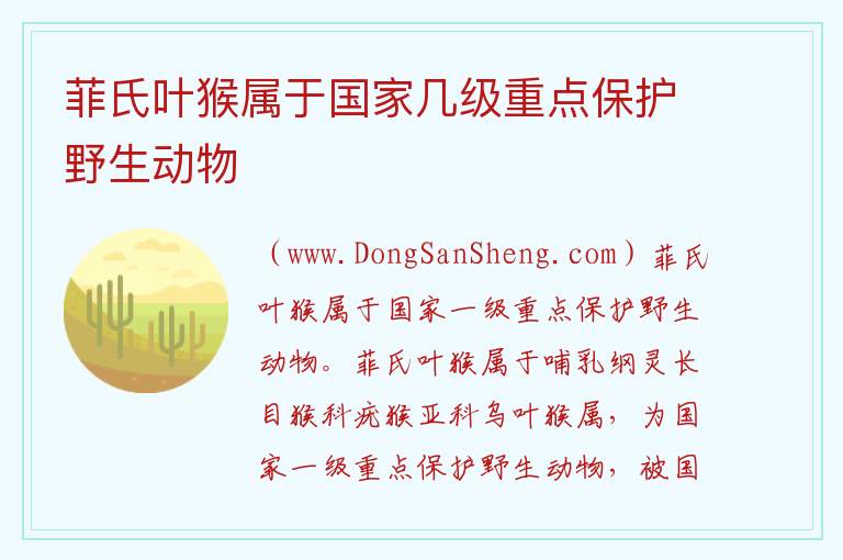 菲氏叶猴属于国家几级重点保护野生动物 菲氏叶猴幼崽