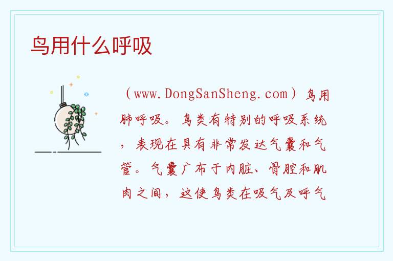 鸟用什么呼吸 