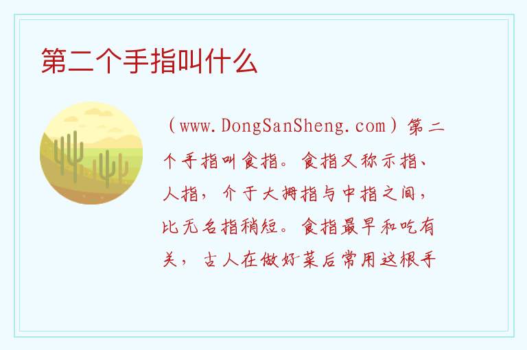第二个手指叫什么 