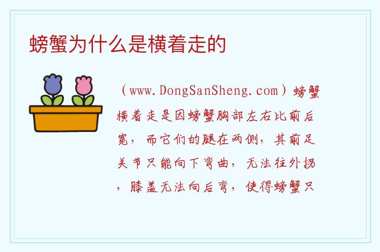 螃蟹为什么是横着走的 