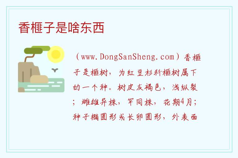 香榧子是啥东西 