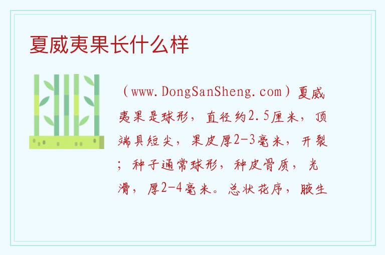 夏威夷果长什么样 