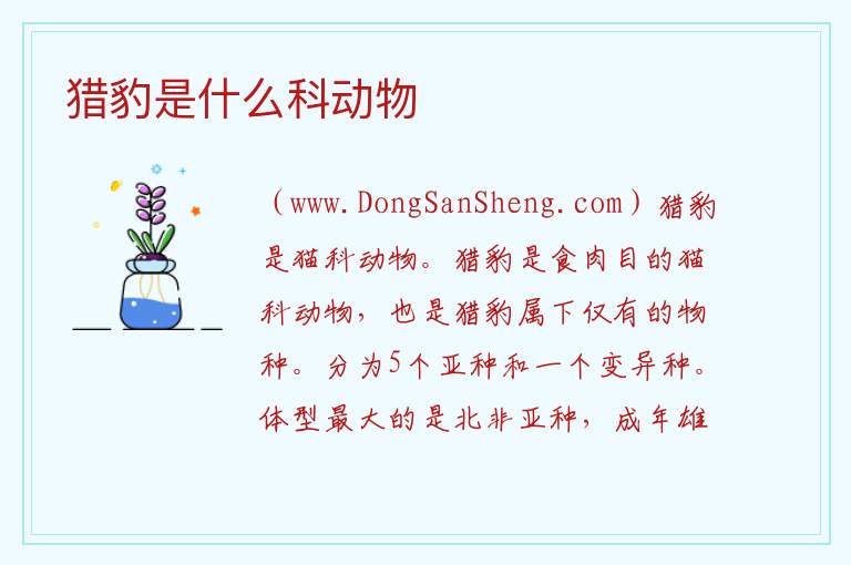 猎豹是什么科动物 