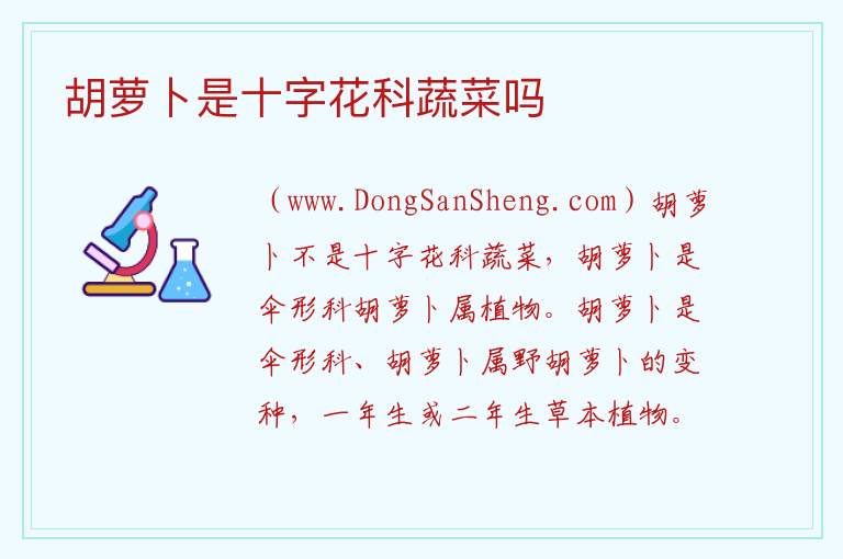 胡萝卜是十字花科蔬菜吗 