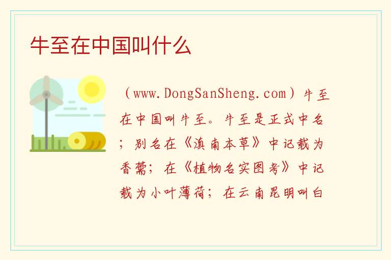 牛至在中国叫什么 