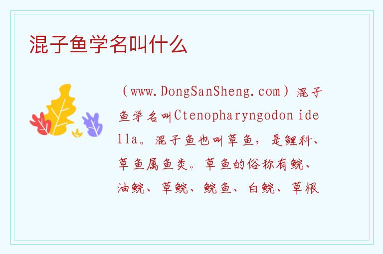混子鱼学名叫什么 