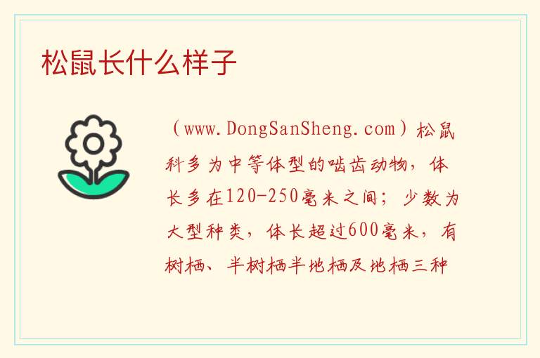 松鼠长什么样子 