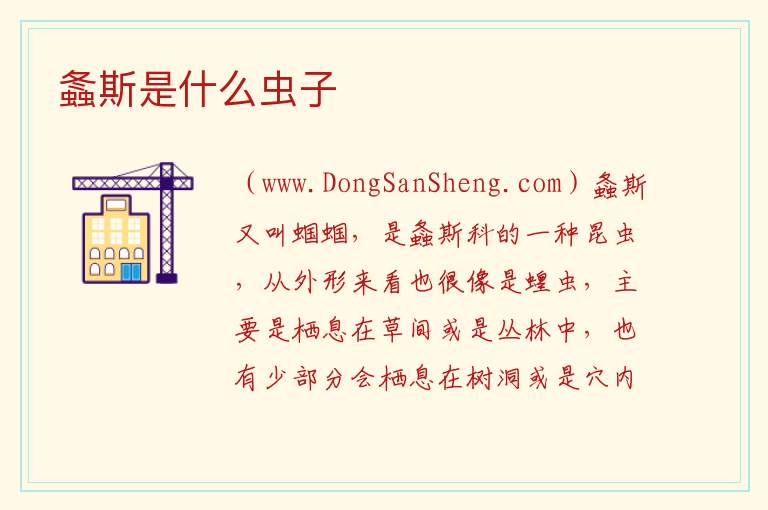 螽斯是什么虫子 
