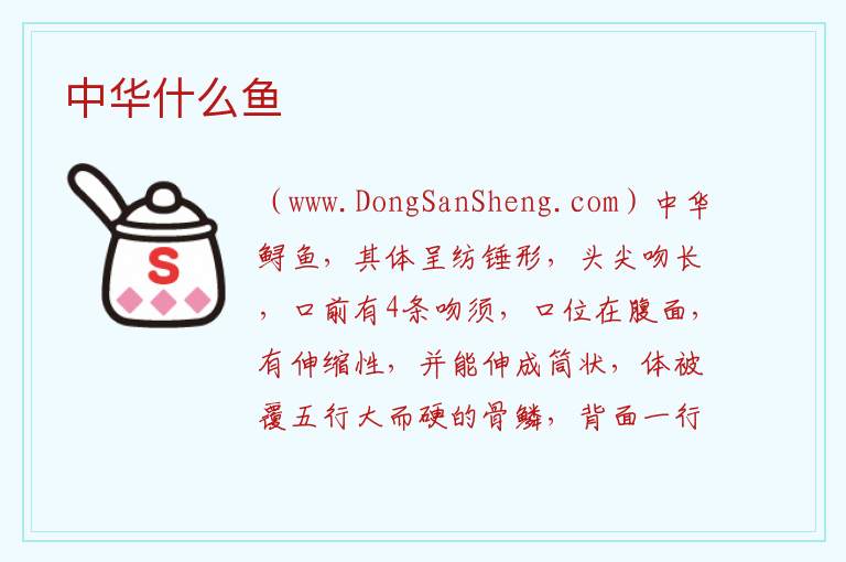 中华什么鱼 
