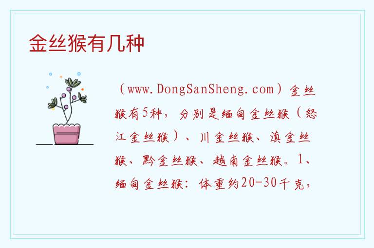金丝猴有几种 