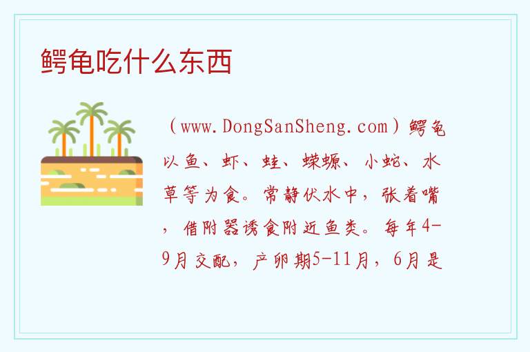 鳄龟吃什么东西 