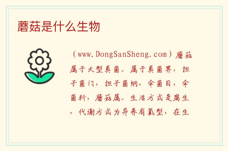 蘑菇是什么生物 