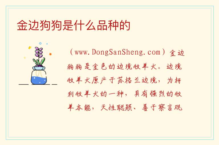 金边狗狗是什么品种的 