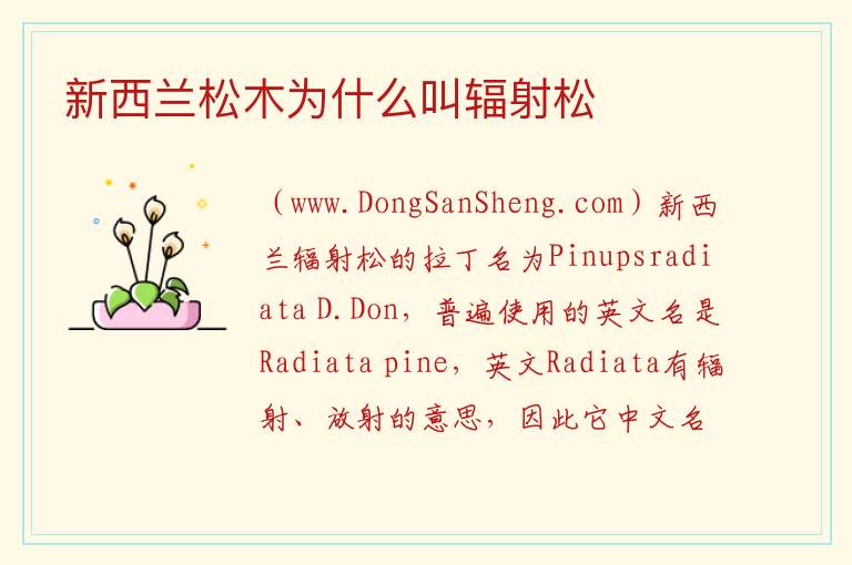 新西兰松木为什么叫辐射松 