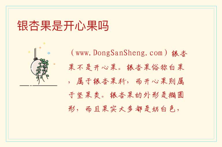 银杏果是开心果吗 