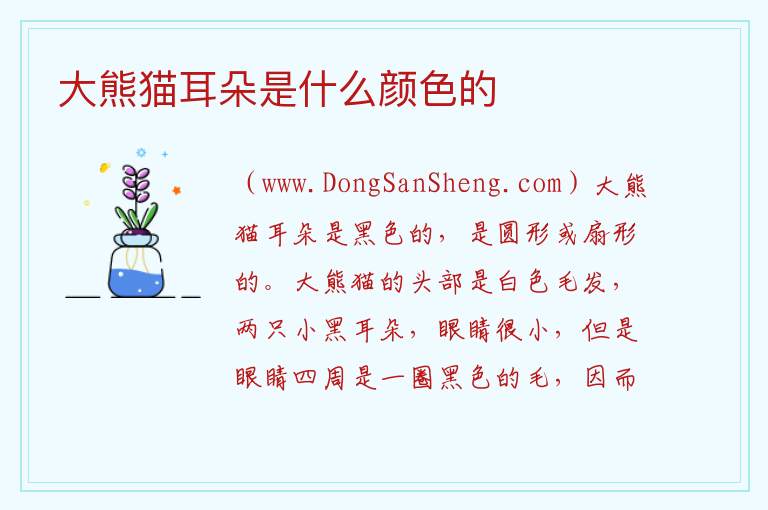 大熊猫耳朵是什么颜色的 