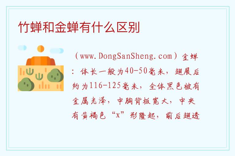 竹蝉和金蝉有什么区别 