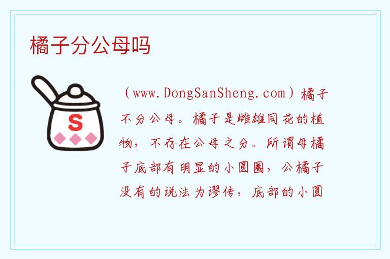 橘子分公母吗 