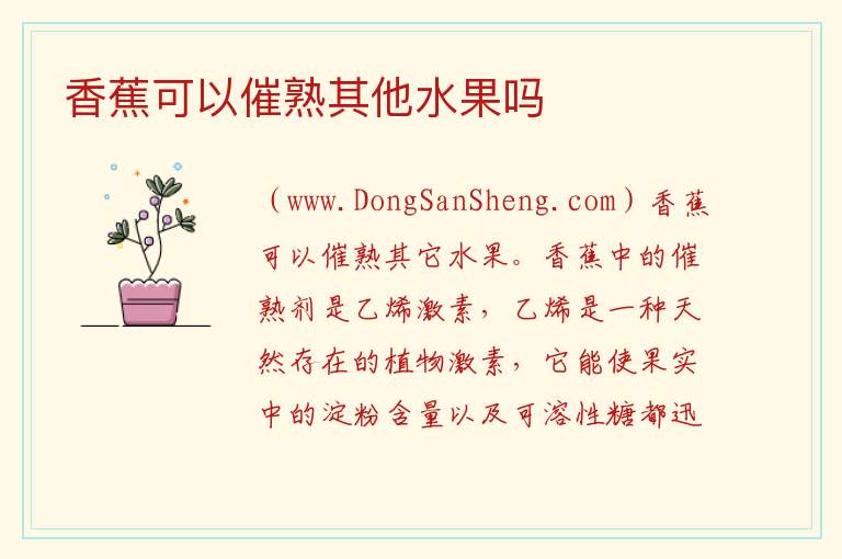 香蕉可以催熟其他水果吗 