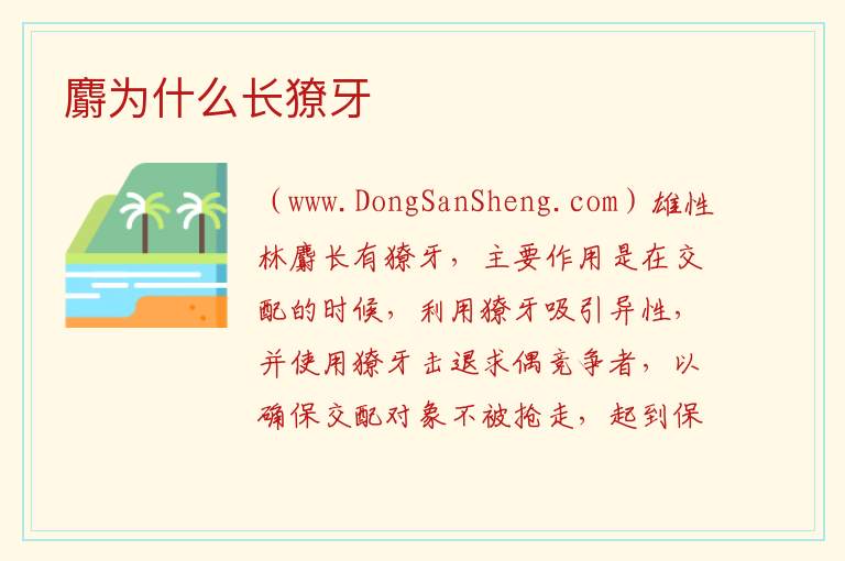 麝为什么长獠牙 