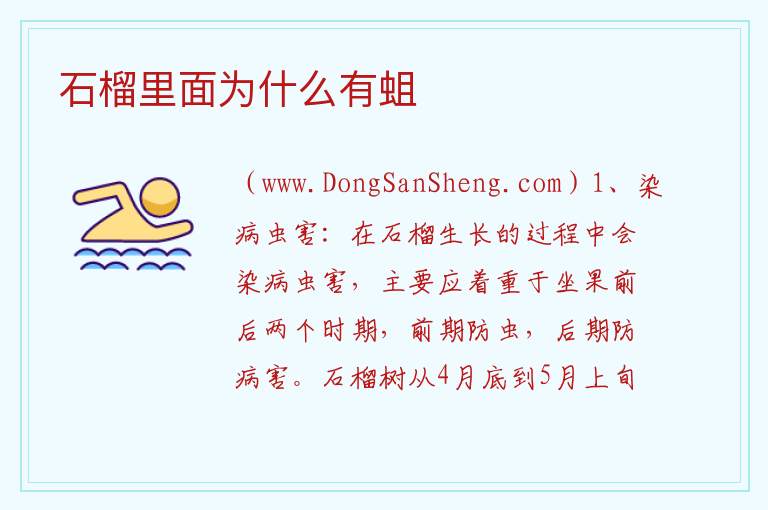 石榴里面为什么有蛆 