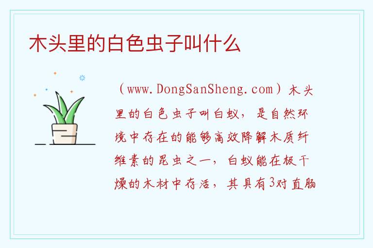木头里的白色虫子叫什么 