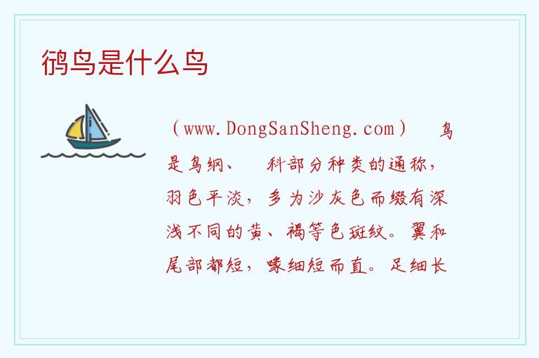 鸻鸟是什么鸟 