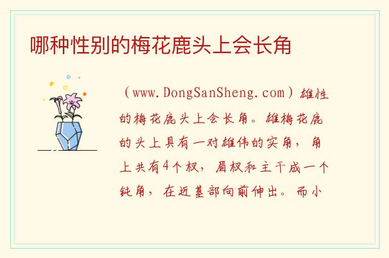 哪种性别的梅花鹿头上会长角 