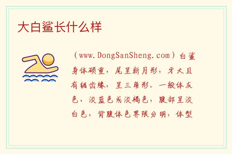 大白鲨长什么样 