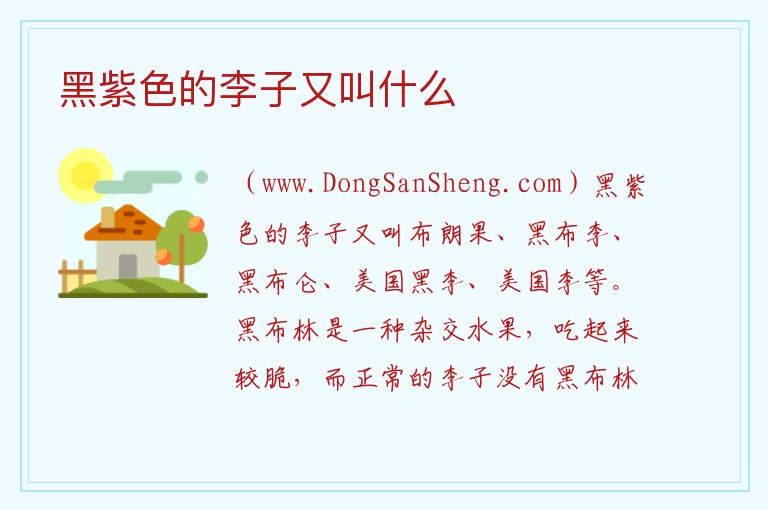 黑紫色的李子又叫什么 