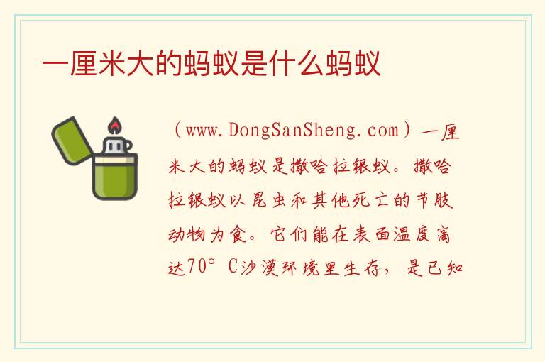 一厘米大的蚂蚁是什么蚂蚁 