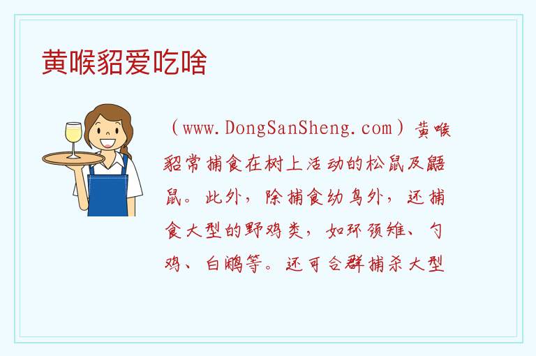 黄喉貂爱吃啥 