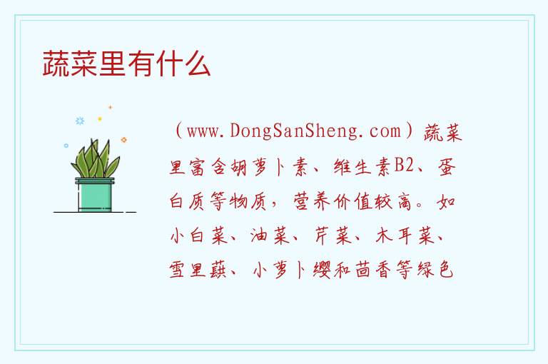 蔬菜里有什么 