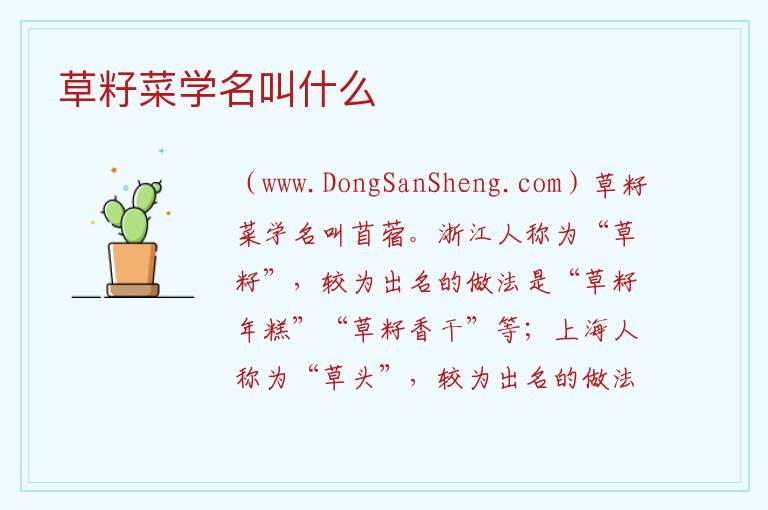 草籽菜学名叫什么 