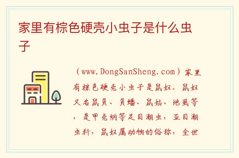 家里有棕色硬壳小虫子是什么虫子 