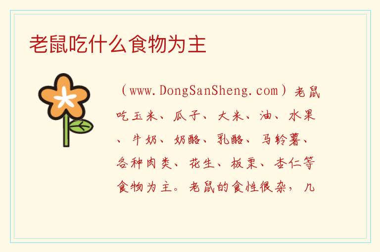 老鼠吃什么食物为主 