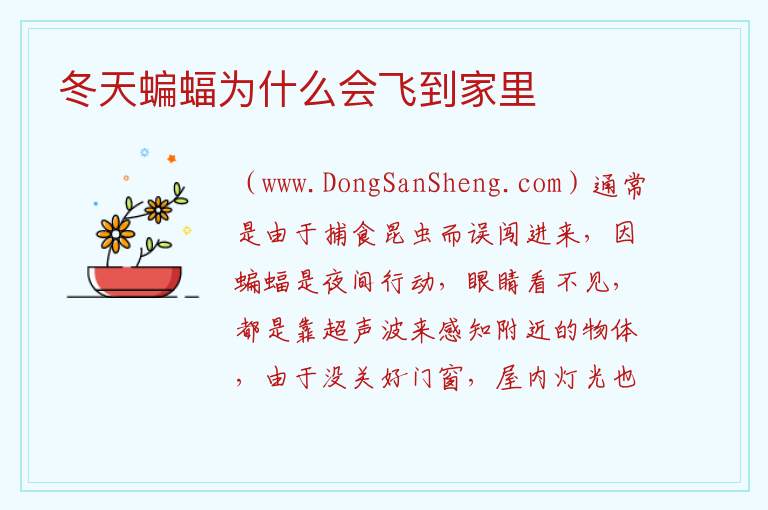 冬天蝙蝠为什么会飞到家里 