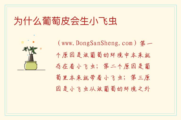 为什么葡萄皮会生小飞虫 