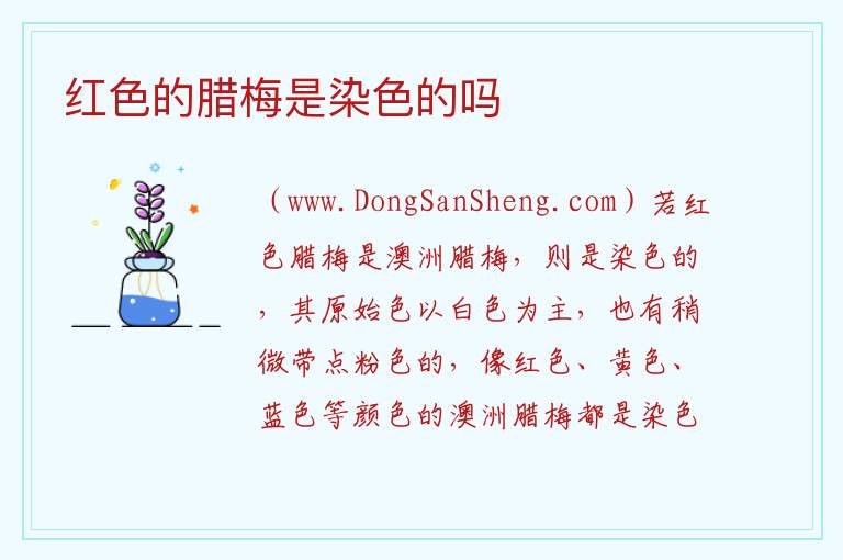 红色的腊梅是染色的吗 