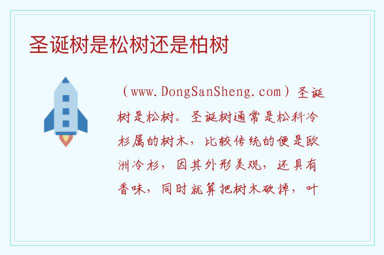 圣诞树是松树还是柏树 