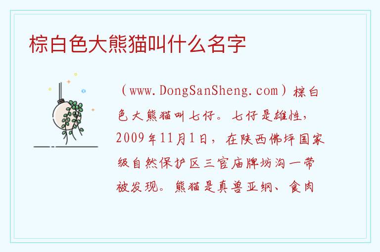 棕白色大熊猫叫什么名字 