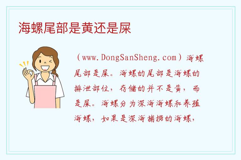 海螺尾部是黄还是屎 